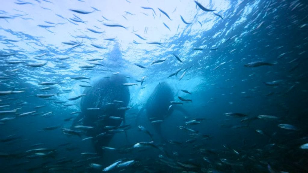 Best Netflix 4K Movies 4K Shows on Netflix (2020, 2019) Cinemaholic