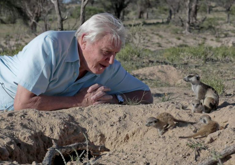 12 Best Dogs and Animal Documentaries on Netflix (2019)